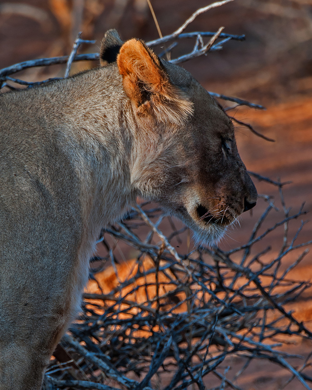 Madikwe Game Reserve Lioness Resting